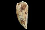 Serrated, Raptor Tooth - Real Dinosaur Tooth #94098-1